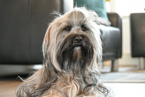 Pet Hair Removal Tips for Homes in Concord and the East Bay