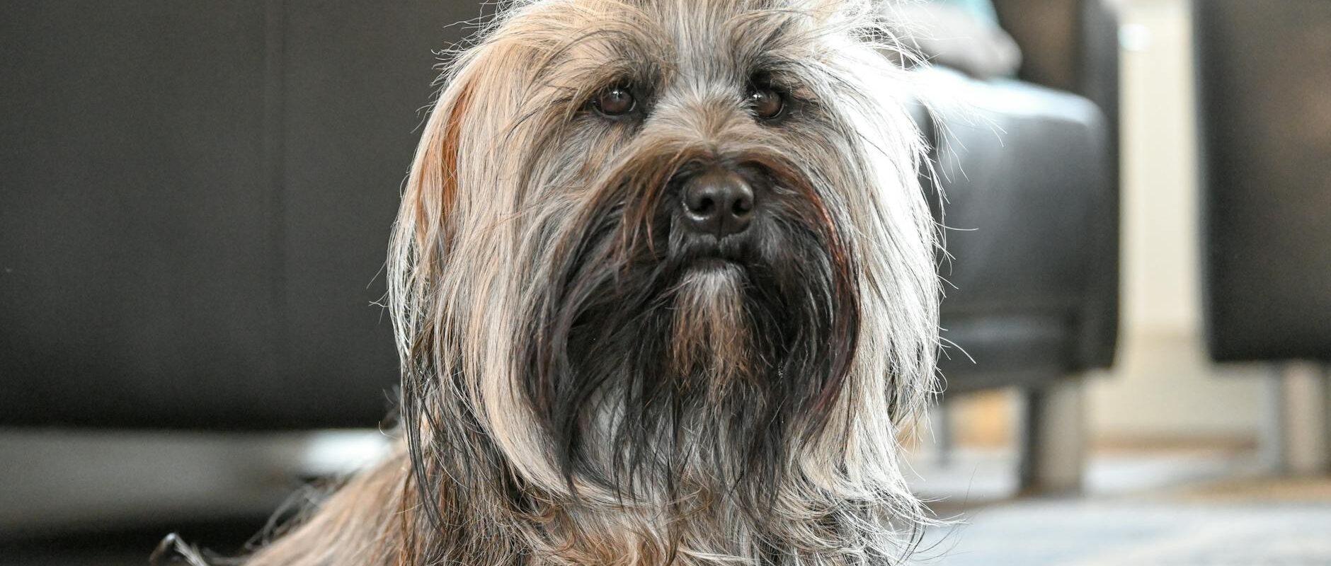 Pet Hair Removal Tips for Homes in Concord and the East Bay
