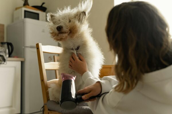 Pet Hair Removal Tips for Homes in Concord and the East Bay